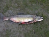 img_7113.jpg