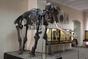 Muzeum historie - mamut